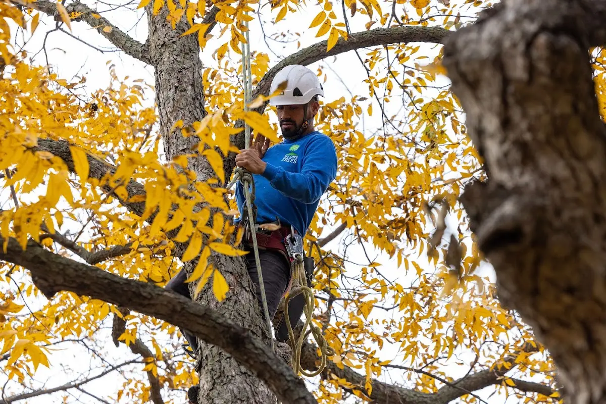 Skilled Tree Pruning crew working in Princewick
